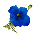 Дивна квітка